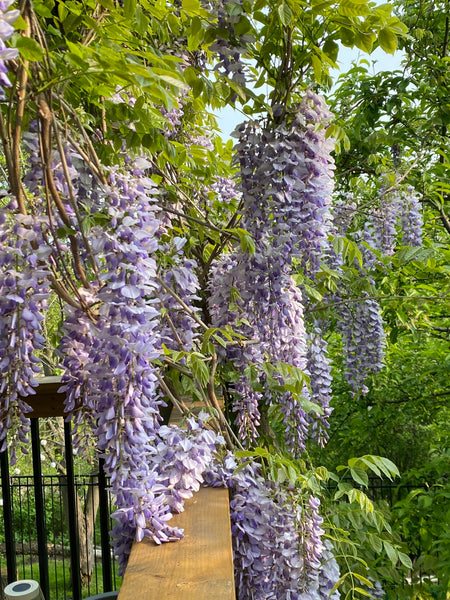 Tea towel- Wisteria Series